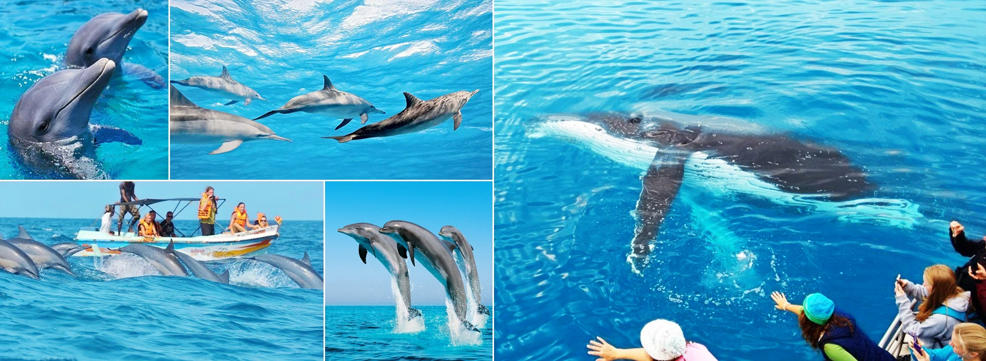 Whale watching Mirissa Sri Lanka - Blue whale and dolphin sightings in Indian Ocean boat tour