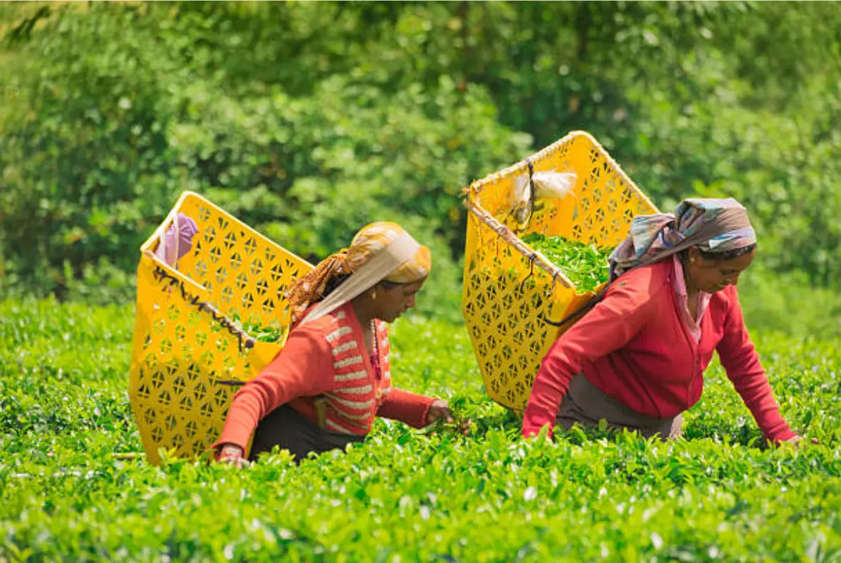 Ceylon tea plantations rolling hills Nuwara Eliya Sri Lanka - Panoramic view of green tea estates in misty Hill Country mountains
